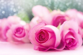 pink-roses-g1a4a8331d_1920.jpg
