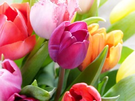 tulips-4039972_1280.jpg