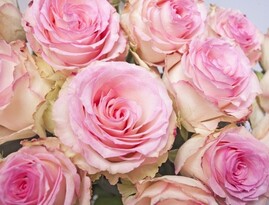 Ilustracja do artykułu roses-flower-rose-flowers-pink-rose-pink.jpg