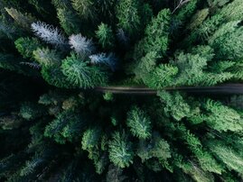 Ilustracja do artykułu path-forest-road.jpg