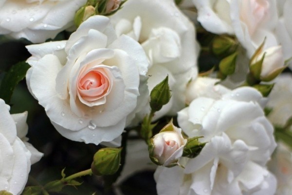 Ilustracja do artykułu rose-blossom-bloom-white-cream-roses-flowers.jpg